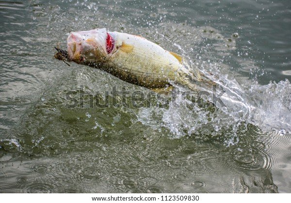 Big Bass Splash: Erfolgreiches Slot-Spiel von Pragmatic Play in Deutschland, big bass splash kostenlos